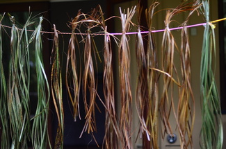 Harakeke 2 ©Jeanette Schäring