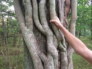 "Inner and Other Nature" Stenshuvud/ Skåne. Foto: Emma Göransson © MEEK