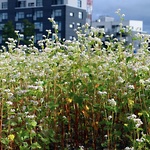 Agrikultura Fältvandring I, 5000kvm bovete, en stig, performance, 2017 © Gunnel Pettersson