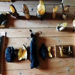 Gyllene snitt - funna material av trä; brunnen bark, bävergnagda pinnar, segment av träd där snitten är belagda med 23 k bladguld. 2016 år © Victoria Brännström