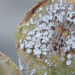 korshenil  ©jeanetteschäring