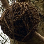 Layers of roots 2017 Almelands © Maria Sandstig